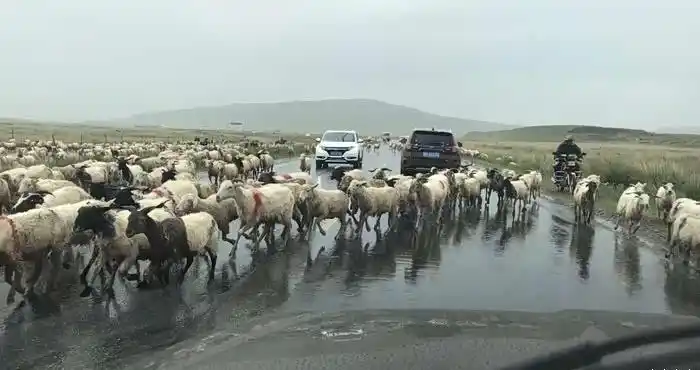 SUV Plows Into Sheep Flock on Qinghai-Gansu Loop Route, Killing 17